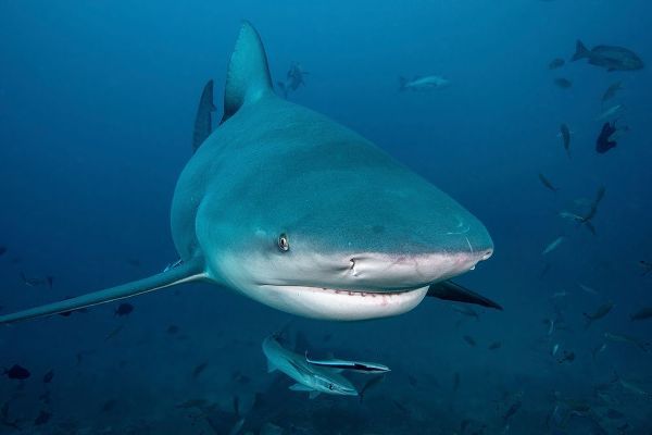 South Pacific-Fiji Bull shark close-up